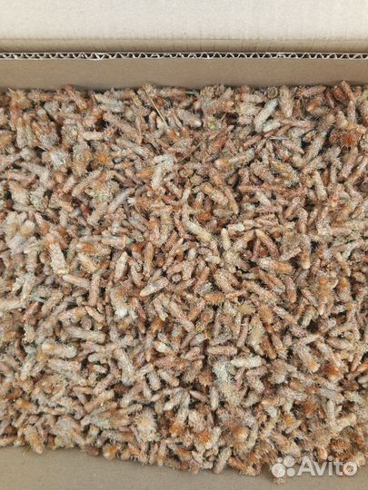 Почки сосны