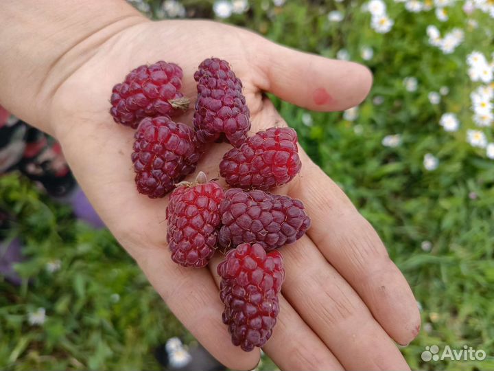 Розы, ежевика