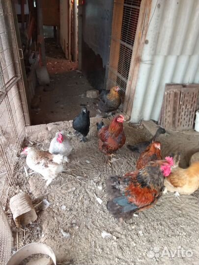 Куры и петухи брама