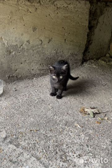 Котятам нужна передержка или дом