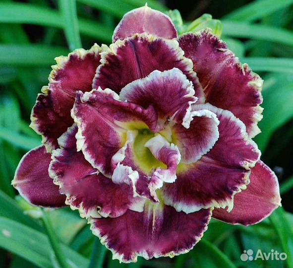 Лилейник Сортовые