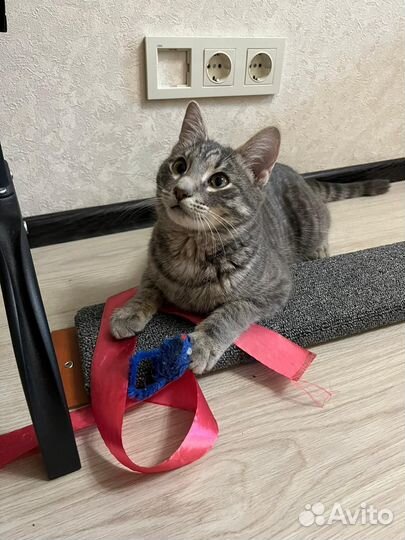 Обаятельный котик Мурзик
