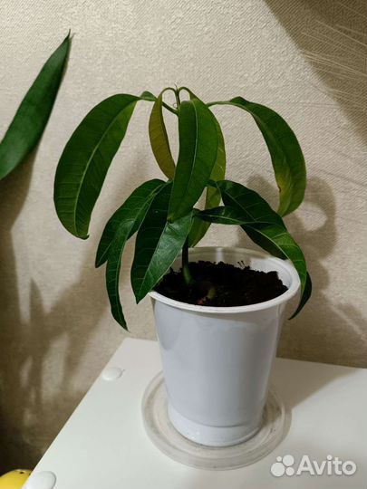 Манго, фиалки