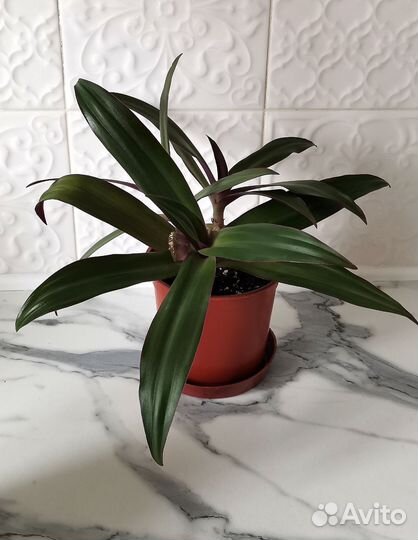 Рэо - Фиолетовая традесканция