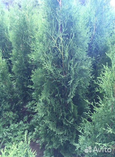 Туя Брабант