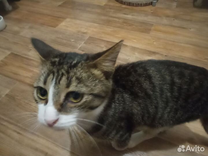 Котенок в добрые руки