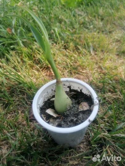 Индийский лук, лечебный