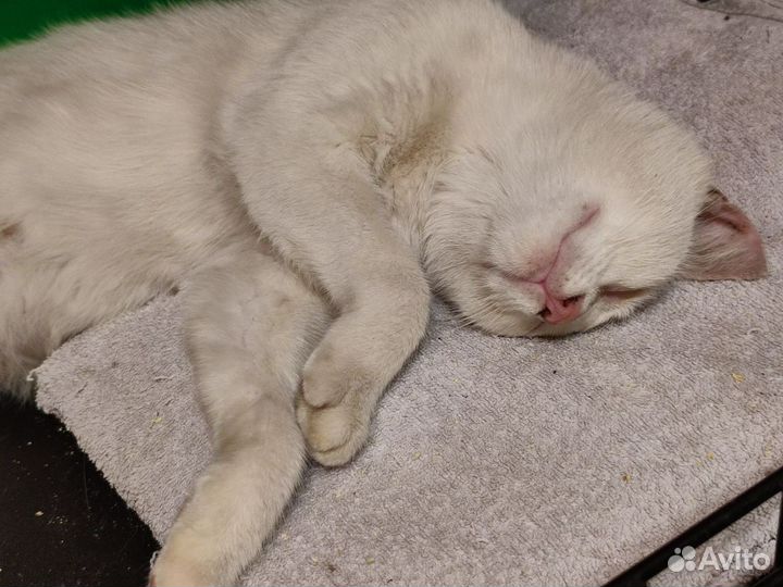 Кошки в добрые руки бесплатно