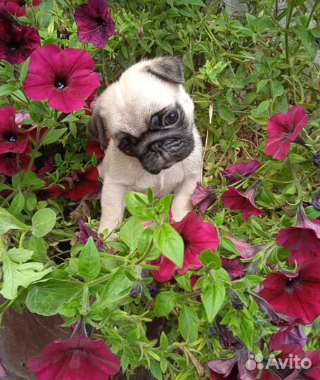 Щенки мопса