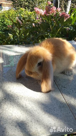 Кролик французский баран на племя