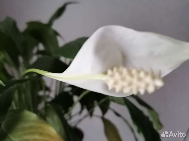 Спацифилум цветы