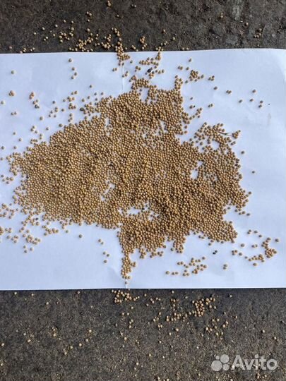 Семена горчицы