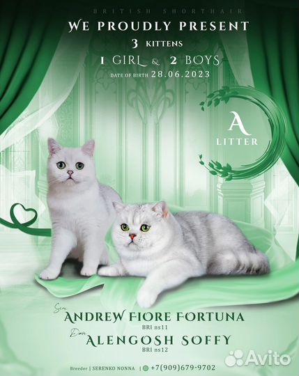 Продам котят британской шиншиллы