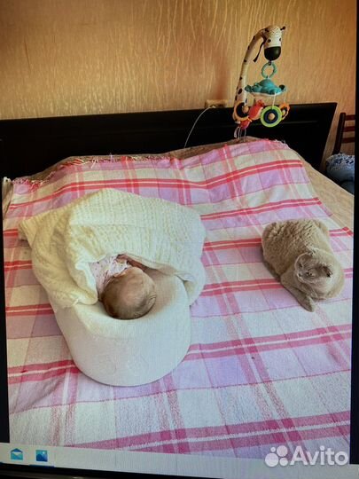 Кокон для новорожденных аскона