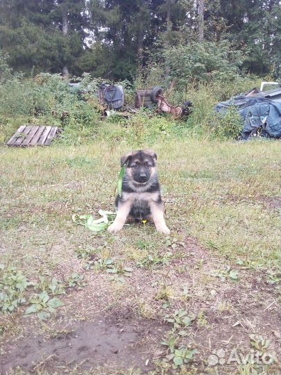 Продам щенков Восточноевропейской овчарки