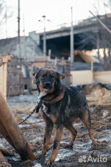 Собака в добрые руки