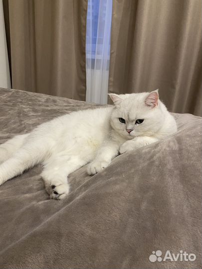 Передержка для животных