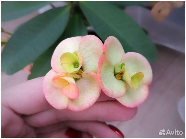 Эуфорбия, молочай Миля