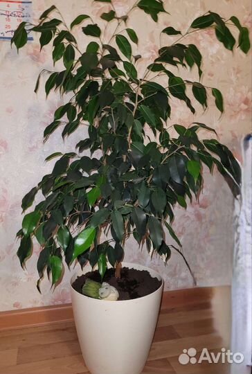 Фикус бенджамина