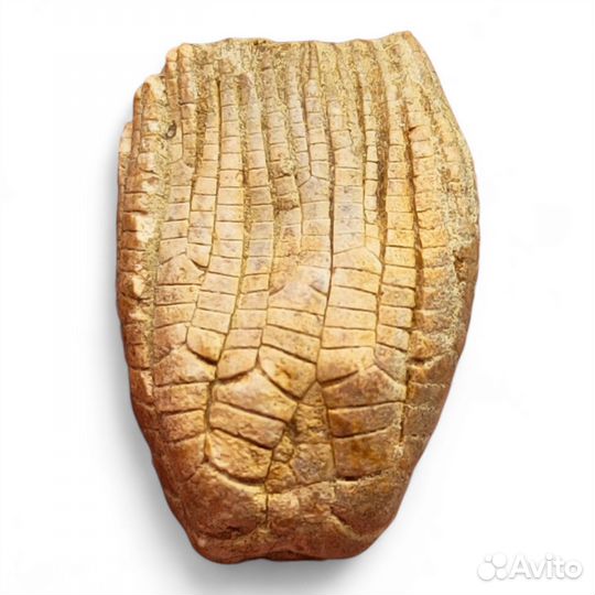 Морская лилия Zeacrinites, США / Окаменелости