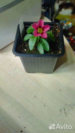 Калибрахоа Tik-tok rose, Эустома Мадам Лорэн