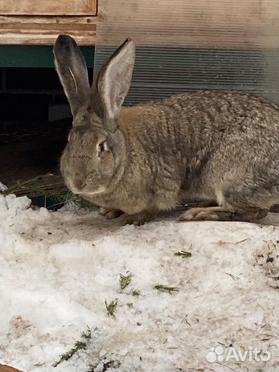 Кролики фландер, Великаны