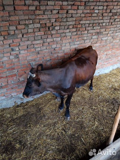 Первотелка на мясо