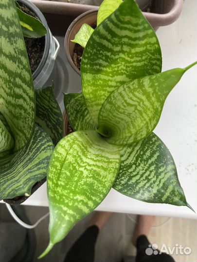 Сансевиерия Хани (щучий хвост)