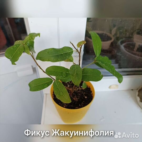 Сортовые фикусы