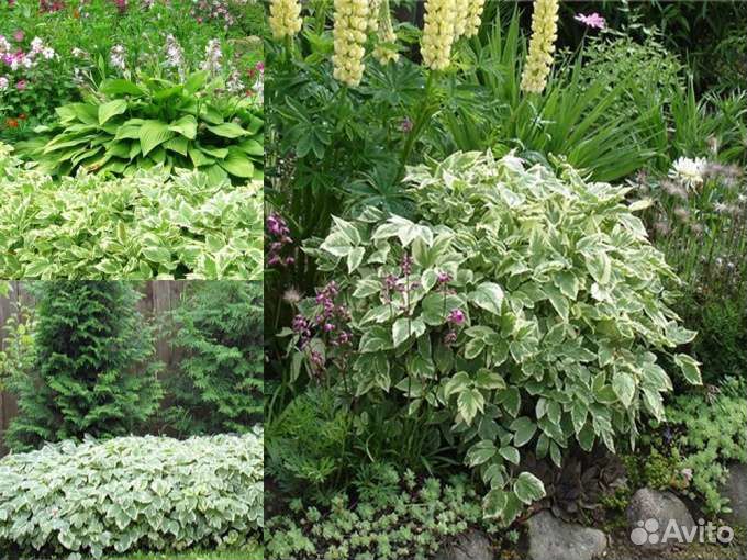 Папоротник флоксы цветы