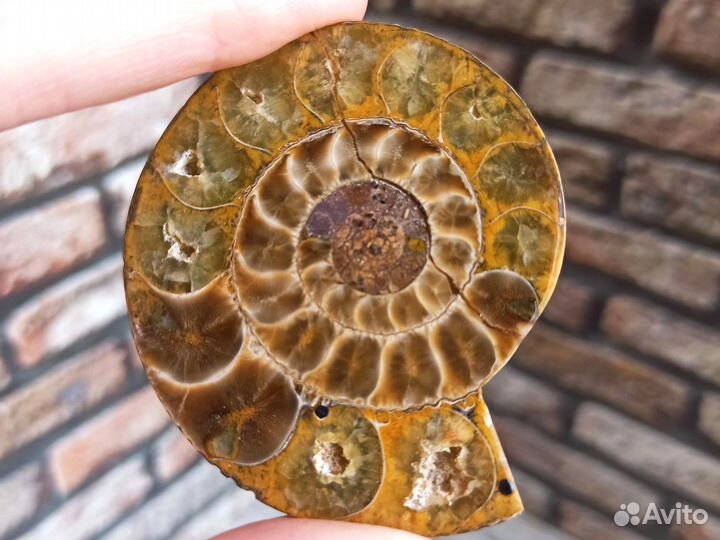 Пара (2 среза) аммонита, 58 мм