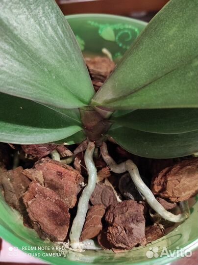 Орхидея фаленопсис пелорик Polka Beauty peloric