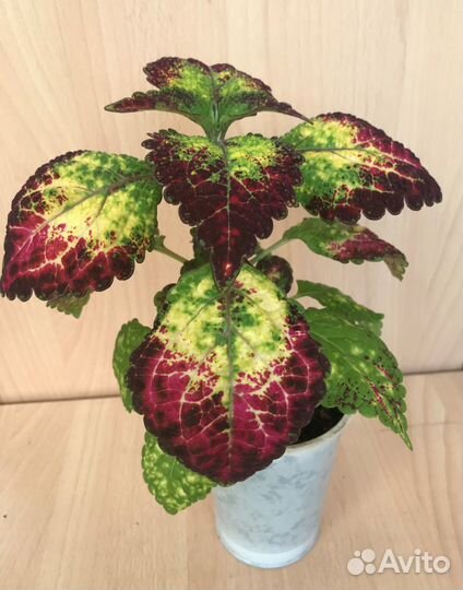 Колеус Аватар