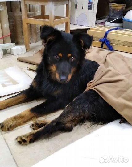 Барни 1,5 года