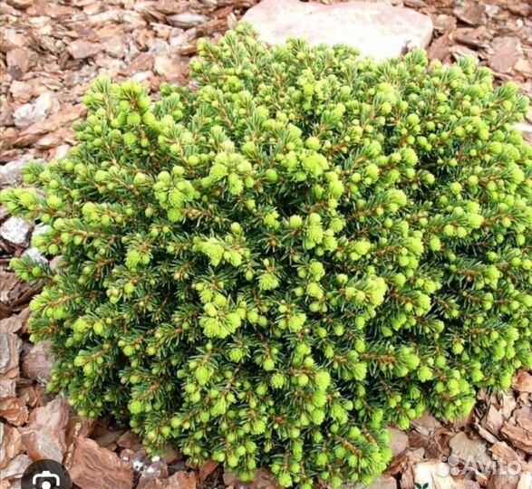 Ель Литл джем в с2л(Little Gem)