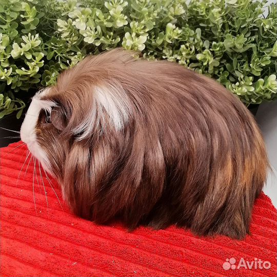 Коронет, длинношерстная морская свинка