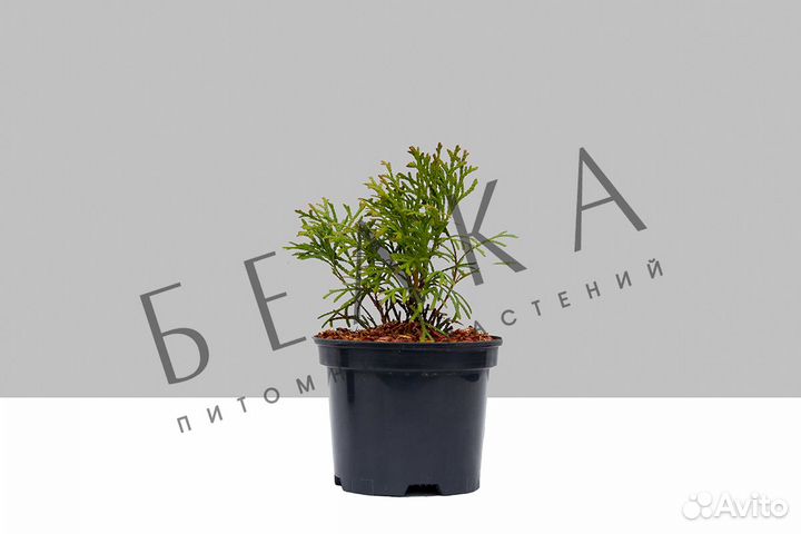 Туя Смарагд, Брабант оптом и в розницу