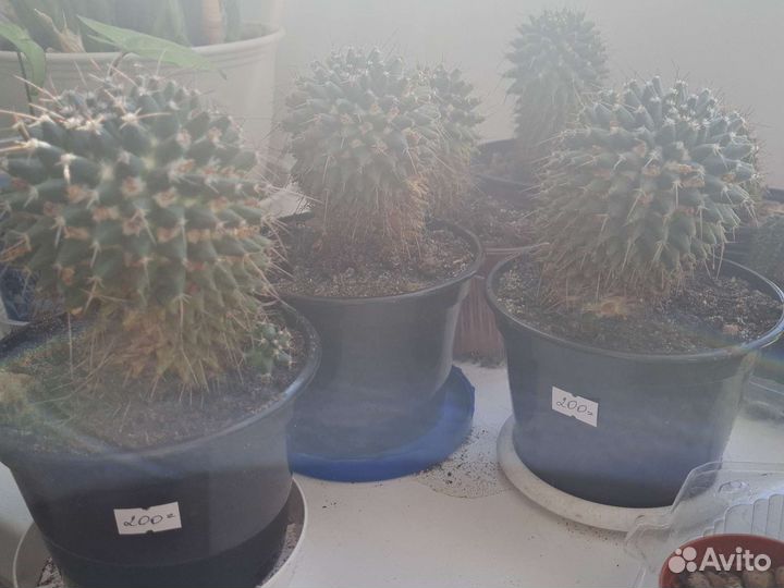 Кактус и суккуленты