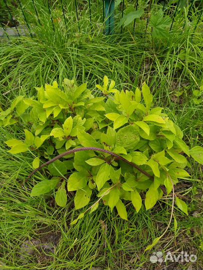 Шиповник, малина, клубника, ирис, лимонник