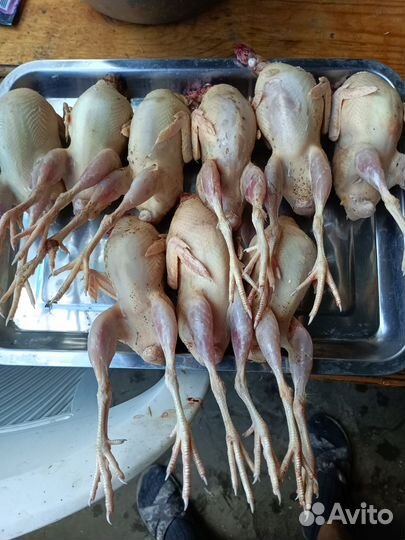 Мясо перепелки