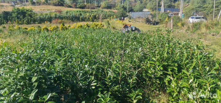 Лавровишня саженцы