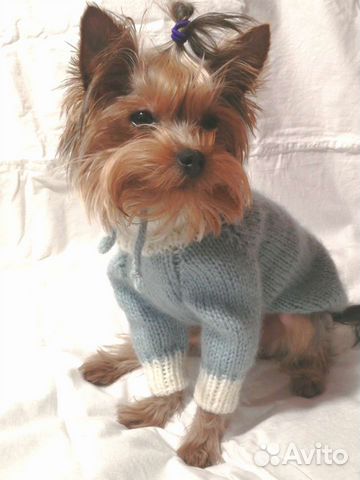 Одежда для маленьких собак