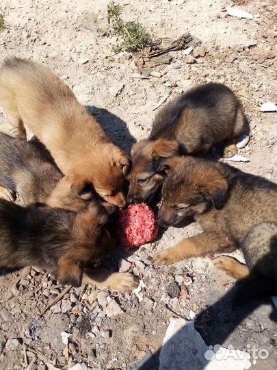 Мясокостный фарш корм для собак кур и кошек. Обмен