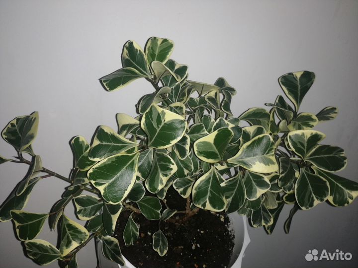 Фикус триангулярис. Крассула хоббит. Толстянка