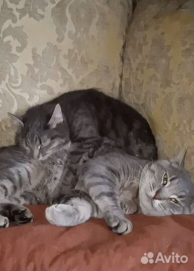 Котодети в поисках дома