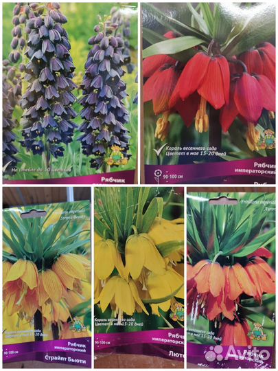 Луковицы рябчика