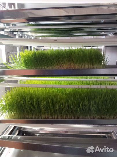 Гидропоный зеленый корм установка