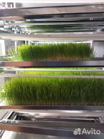 Гидропоный зеленый корм установка