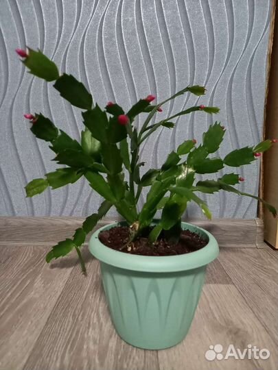 Декабрист (Шлюмбергера)