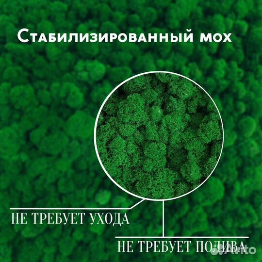 Стабилизированный мох